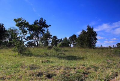 Trees on field against blue sky