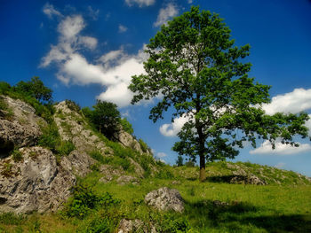 Scenic view of trees against sky