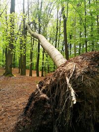 Trees growing in forest