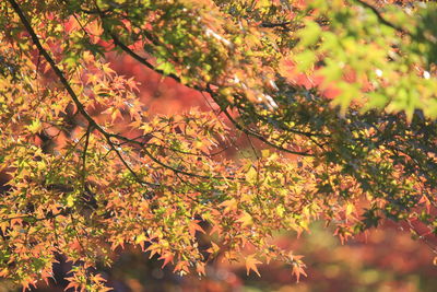 Close-up of autumnal tree during autumn