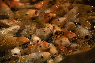 High angle view of fish in sea