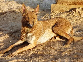 Portrait of dirty dog on sand