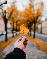 Midsection of person holding maple leaves during autumn