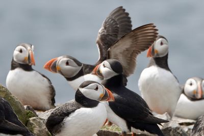 Close-up of puffin in water