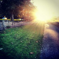 Sun shining through trees