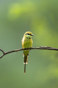 Close-up of bird perching on branch