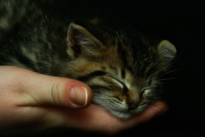 Close-up of hand with kitten sleeping