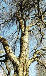 Low angle view of bare tree against sky