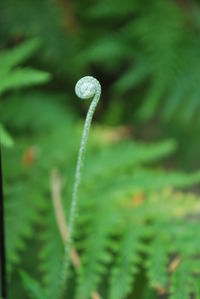 Close-up of plant growing on grass