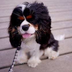 Close-up portrait of a dog