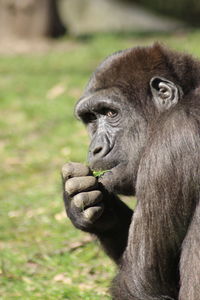 Close-up of monkey on field