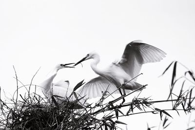 Low angle view of bird perched against clear sky