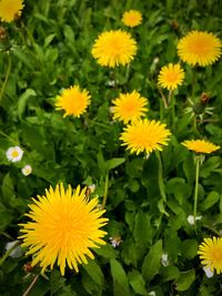 High angle view of yellow flowering plants