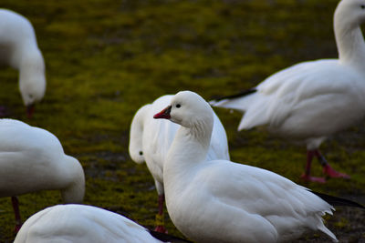 Close-up of geese on field