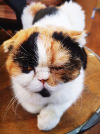 Close-up of cat resting on table