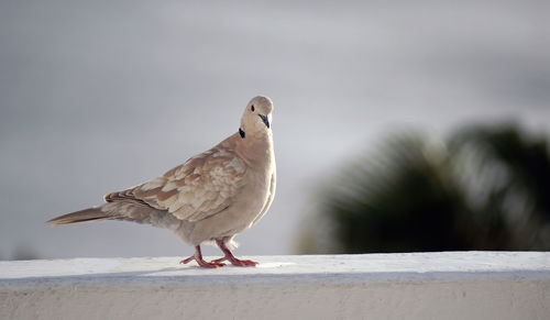 Close-up of bird perching on wall