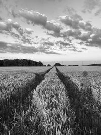 Scenic view of agricultural field against sky
