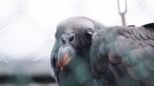 Close-up portrait of bird