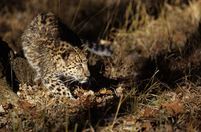 View of a cat on field