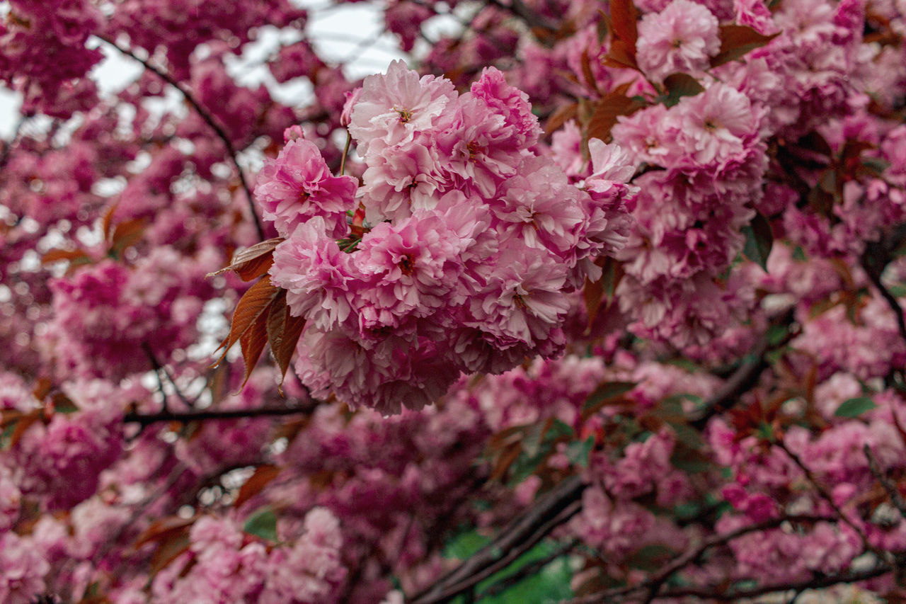 PINK CHERRY BLOSSOMS IN SPRING