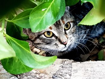 Close-up portrait of a cat