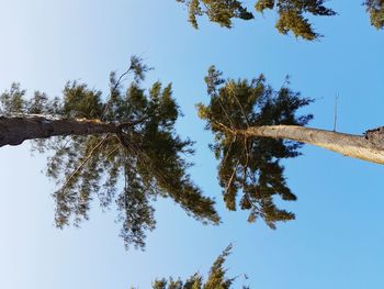 Low angle view of trees against clear blue sky