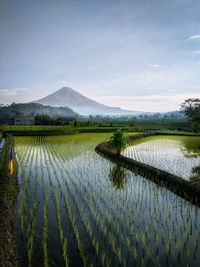 Scenic view of agricultural field against sky