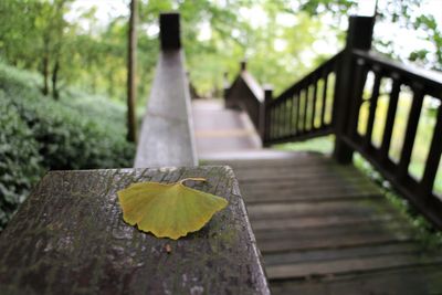 Close-up of yellow leaf on wooden railing