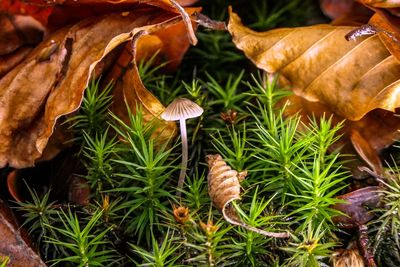 High angle view of mushrooms growing on field