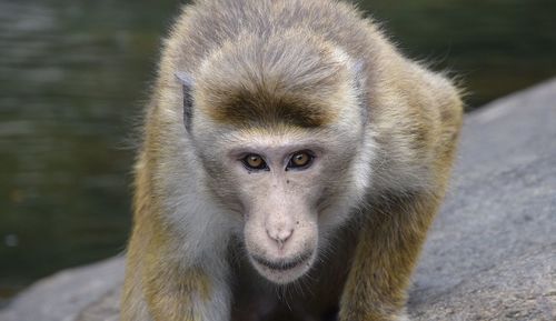 Portrait of monkey