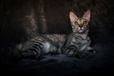 Close-up portrait of a cat resting