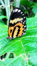 Close-up of butterfly on plant