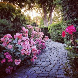 Pink flowers growing on tree