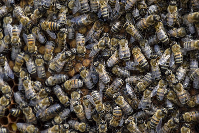 High angle view of bee on sea