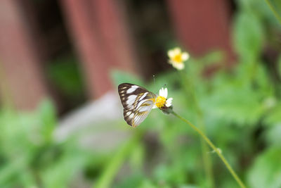 Close-up of butterfly on flower