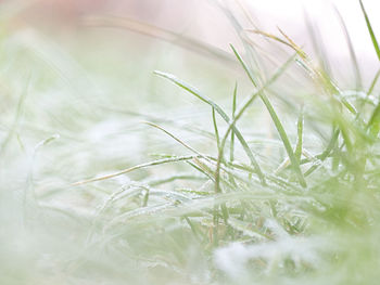 Frozen grass on a cold morning