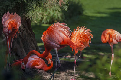 Flamingos in a lake