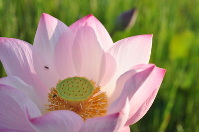 Close-up of pink lotus water lily