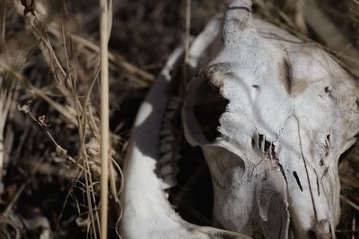 Close-up of animal skull