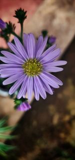 Close-up of purple flower