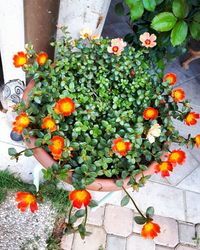 High angle view of fruits growing on plant