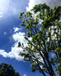 Low angle view of tree against sky