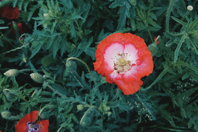 Close-up of red flower