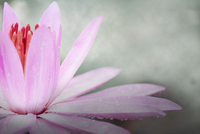 Close-up of drops in pink water lily