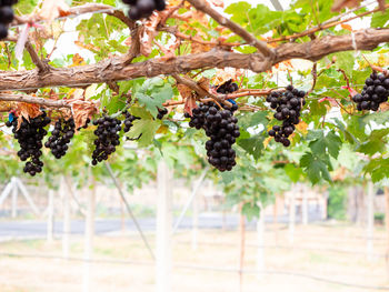 Close-up of grapes growing on tree