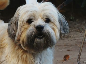 Close-up portrait of dog