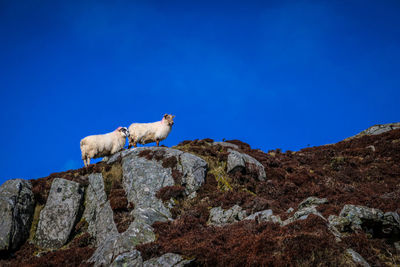 Sheep learned rock climbing