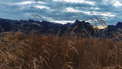 Scenic view of field against sky