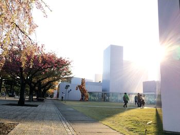 Sun shining through trees in city