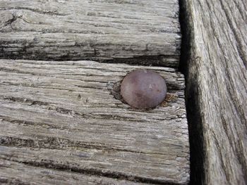 Close-up of wood on tree
